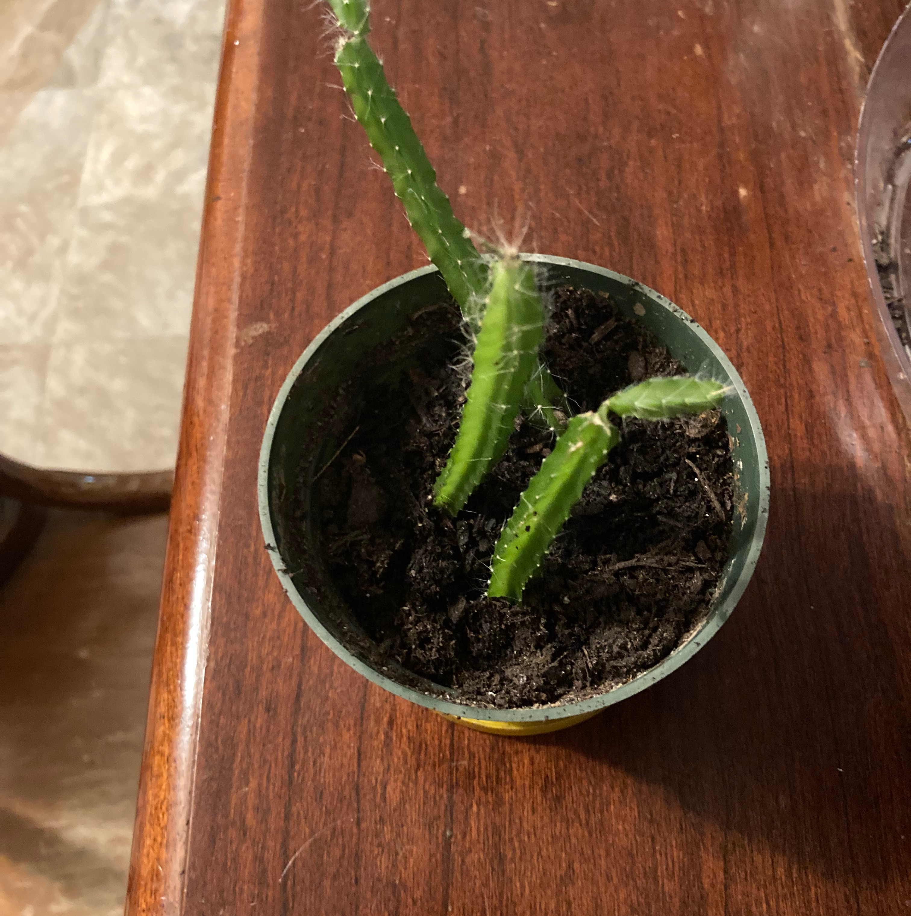 Dog Tail Cactus in a small pot with visible soil, well-framed and in focus.