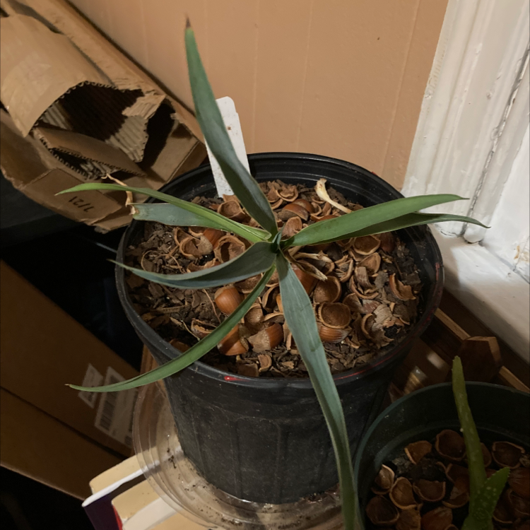 Banana Yucca plant photo by @SubAlp named Banana Yucca on Greg, the plant care app.