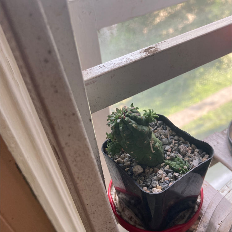 (Euphorbia ven.) Popeye