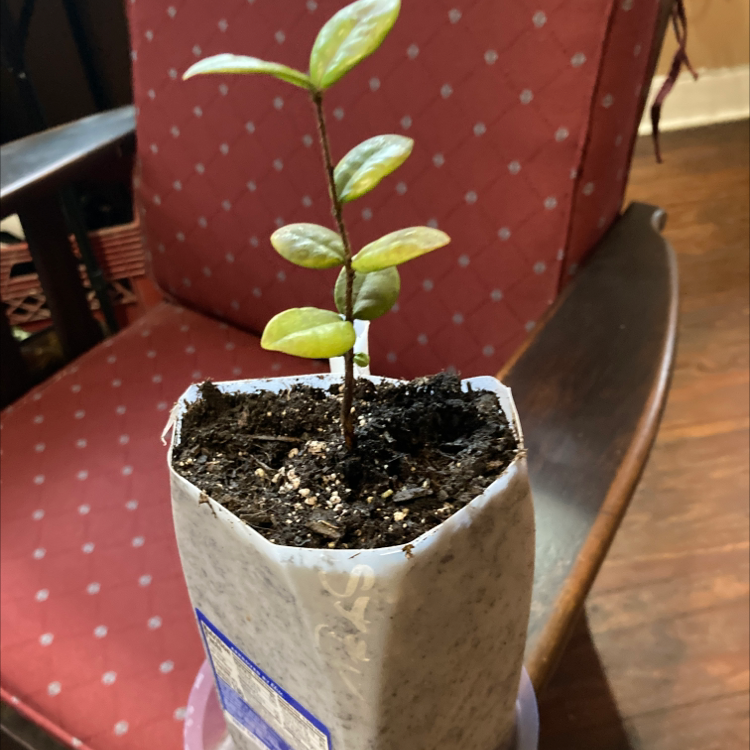 Photo of the plant species Pitangatuba Tree by @SubAlp named (Eugenia sel.) Tubbs on Greg, the plant care app