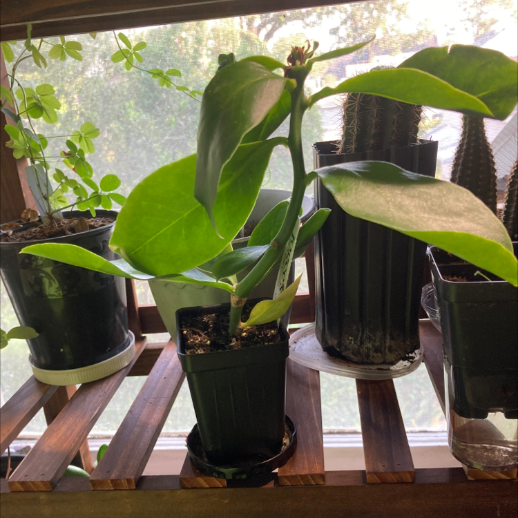 Photo of the plant species Pereskia grandifolia by @SubAlp named (Pereskia g.) Another Name on Greg, the plant care app