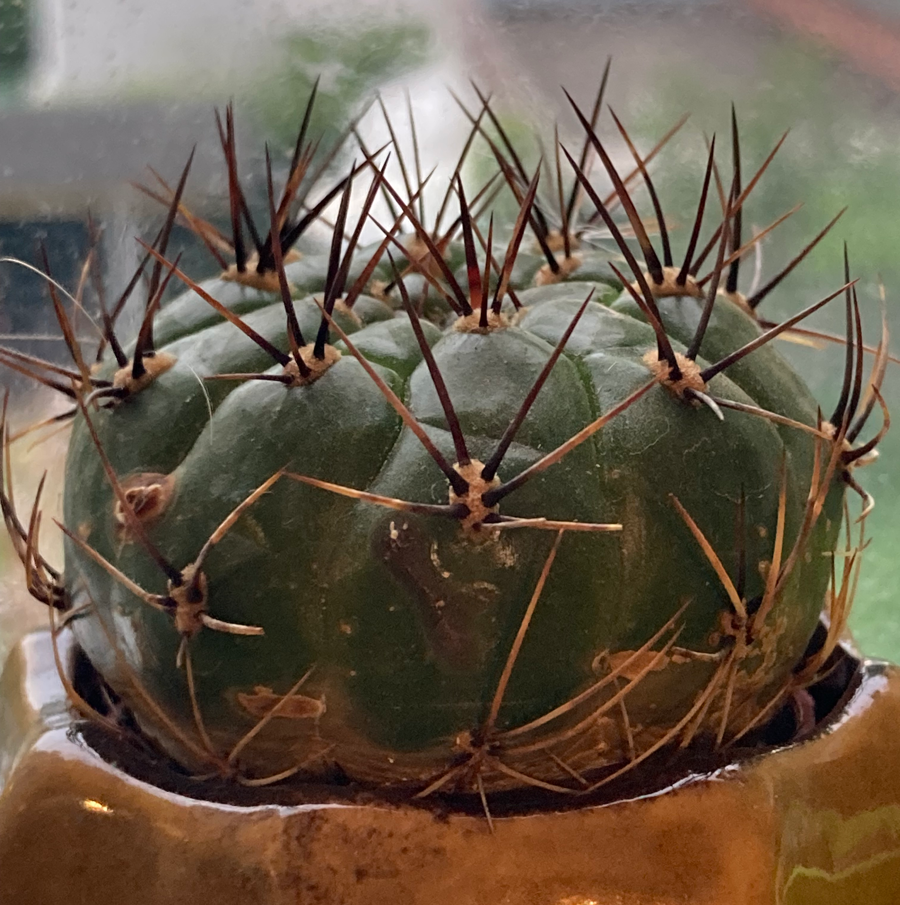 Photo of the plant species Submatucana aureiflora by @SubAlp named (Submatucana a.) Tucan Sam on Greg, the plant care app