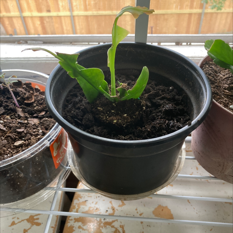 Potted shark fin cactus in a black pot with visible soil, placed on a shelf.