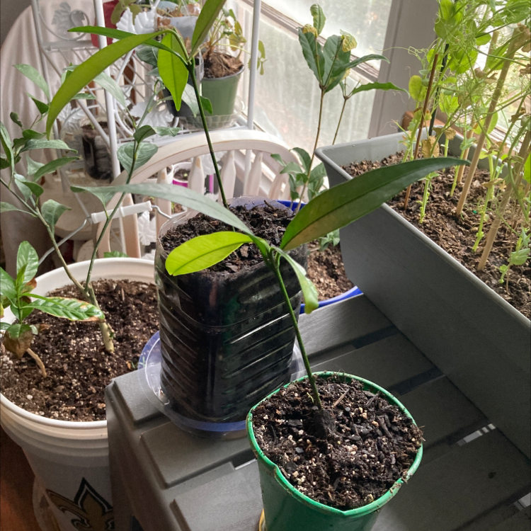 Plant care for Autograph Tree on Greg, the plant care app