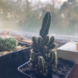Fairy Castle Cactus plant in Kalispell, Montana