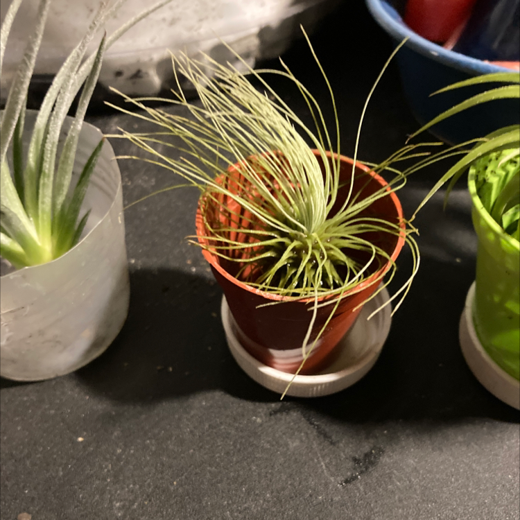 Three small potted plants, with the central plant being a healthy Tillandsia andreana.