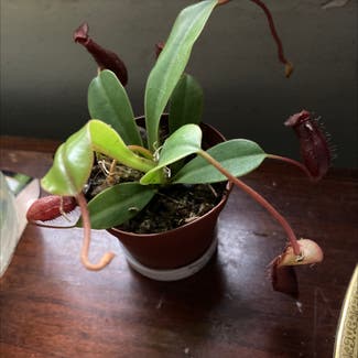 Tropical Pitcher Plant plant in Kalispell, Montana