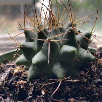 Scheer's Cory Cactus plant in Kalispell, Montana