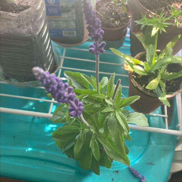 Mealycup Sage plant with purple flowers in a pot, surrounded by other potted plants.