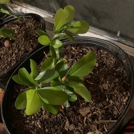 Photo of the plant species acerola, nancerol by Subtrop named Pop Dat Basian on Greg, the plant care app