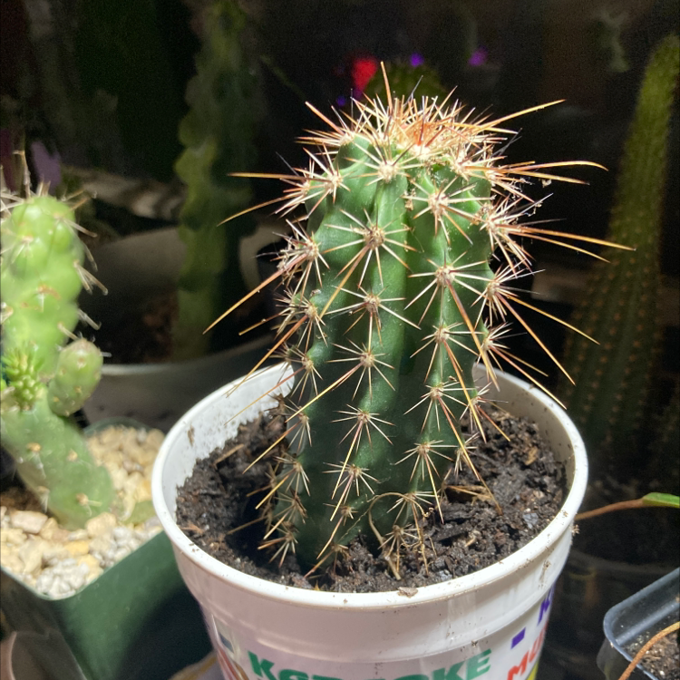 Plant care for Apple Cactus on Greg, the plant care app