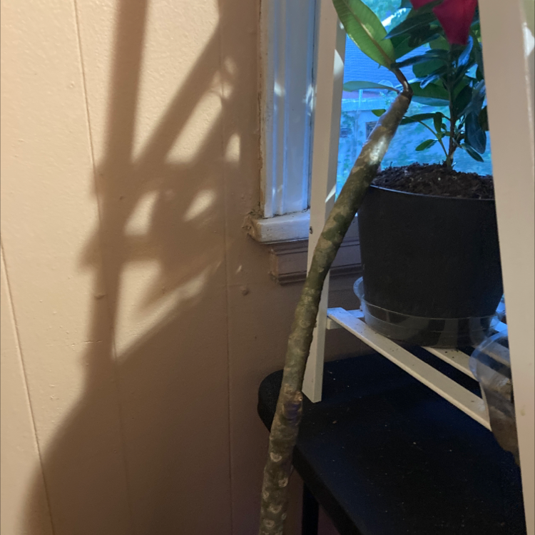 Potted Singapore Graveyard Flower plant indoors near a window with visible soil and flowers.