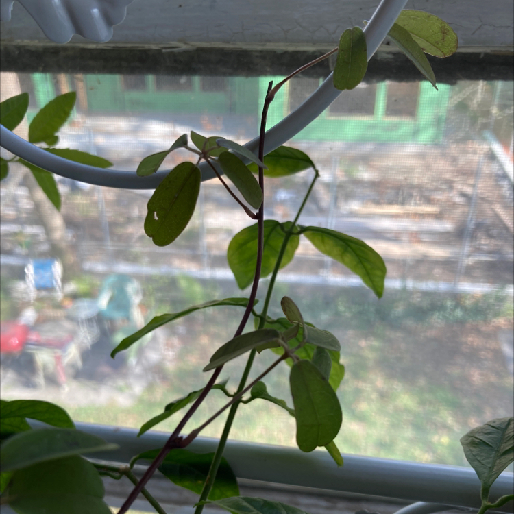 (Akebia q.) Purple choco quintana