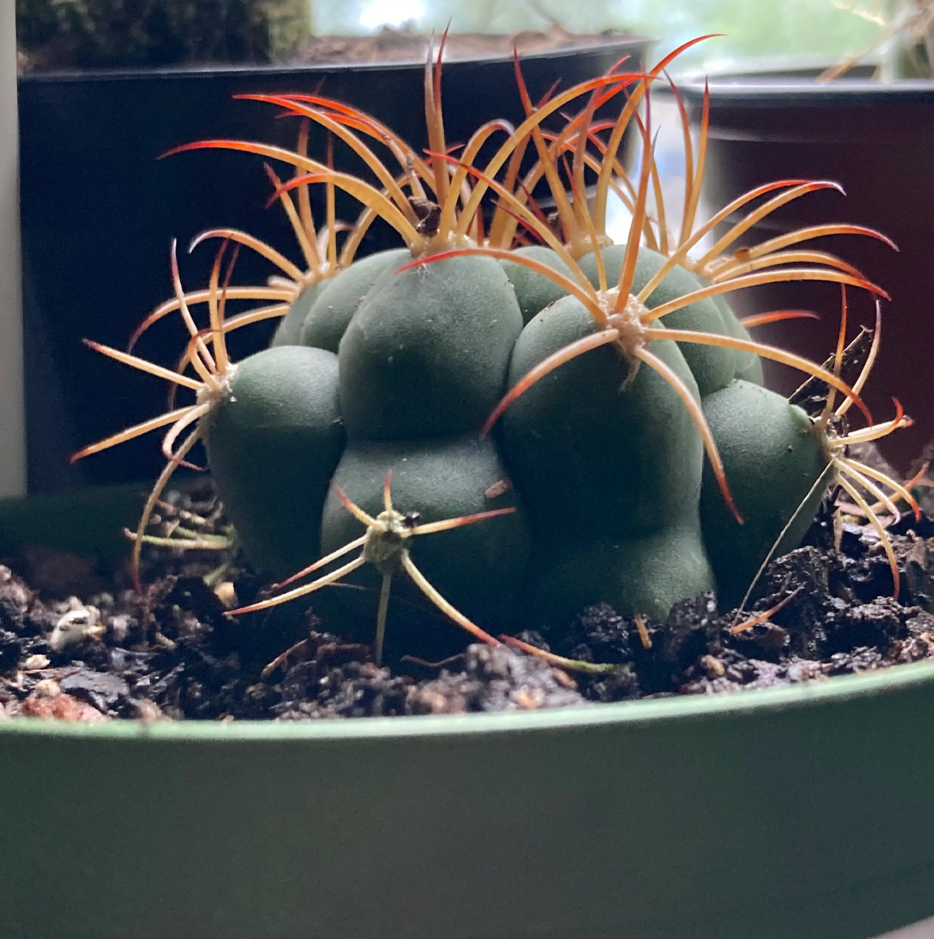 Photo of the plant species Gymnocalycium pflanzii by @SubAlp named (Gymnocalycium pf.) Stella on Greg, the plant care app
