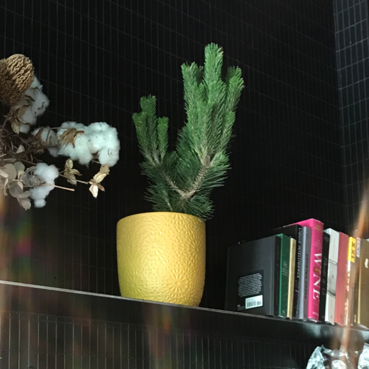 Japanese black pine in a yellow pot on a shelf with books and decorations.
