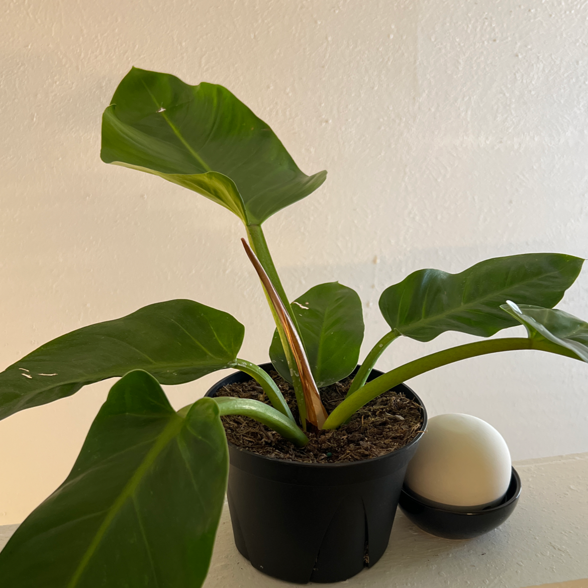 Philodendron Golden Melinonii plant in a black pot with healthy green leaves.