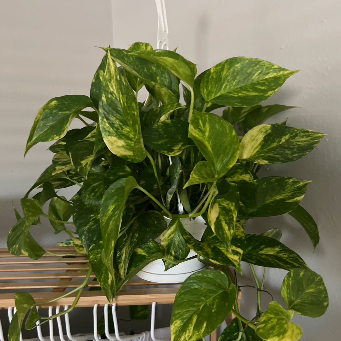 Taro Vine plant photo by @auntiedrew. named Lola on Greg, the plant care app.