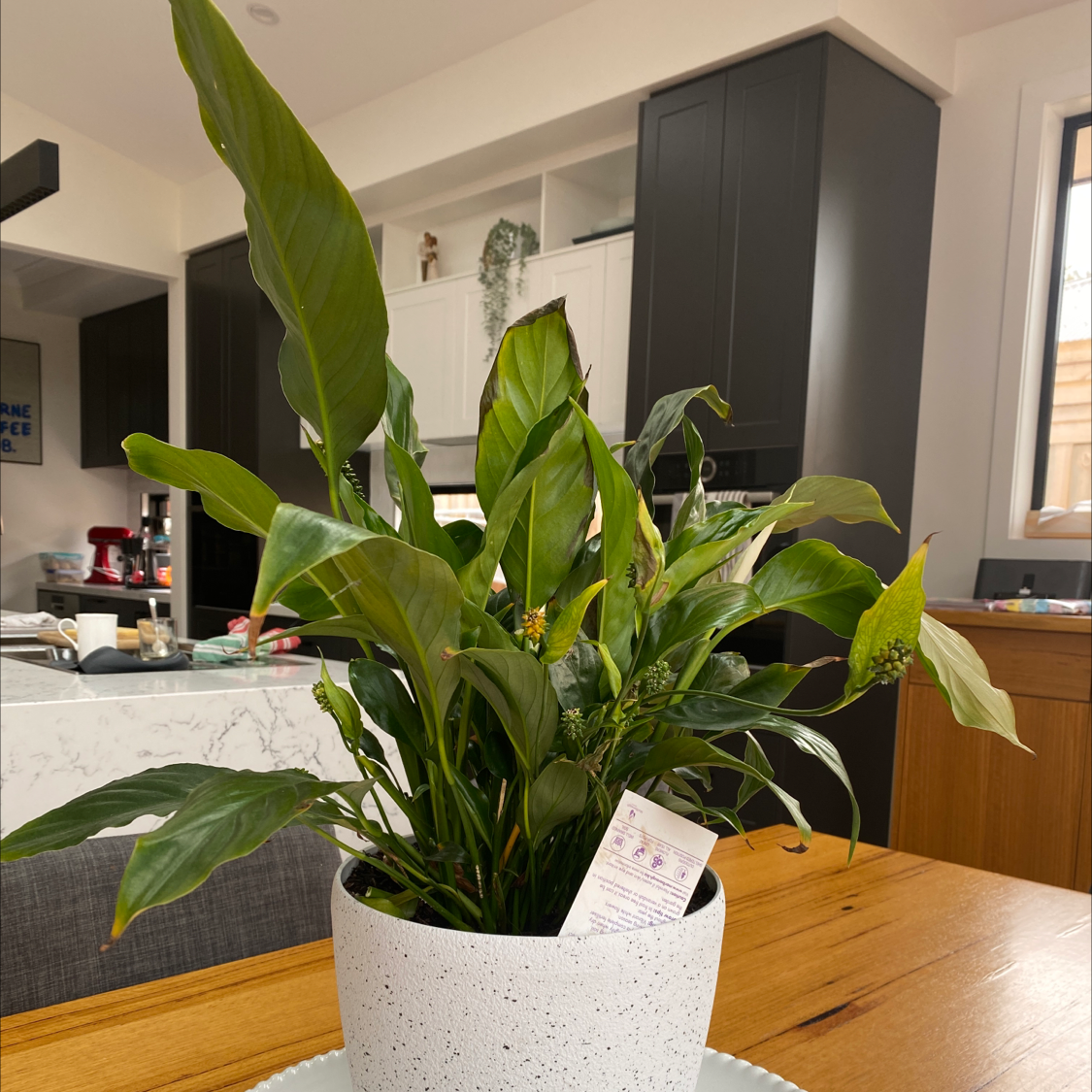 Peace Lily plant photo by @TopKaro named Peace Lilly on Greg, the plant care app.