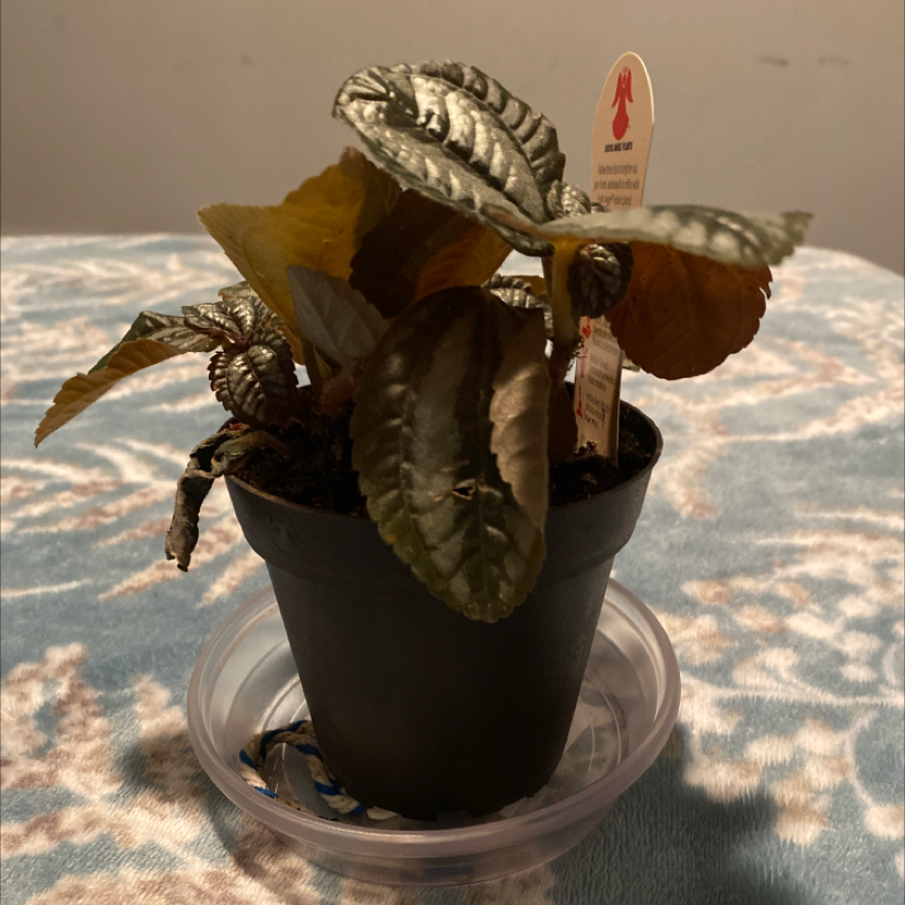 Aluminum Plant plant photo by @MightyTearose named pam max woodside on Greg, the plant care app.