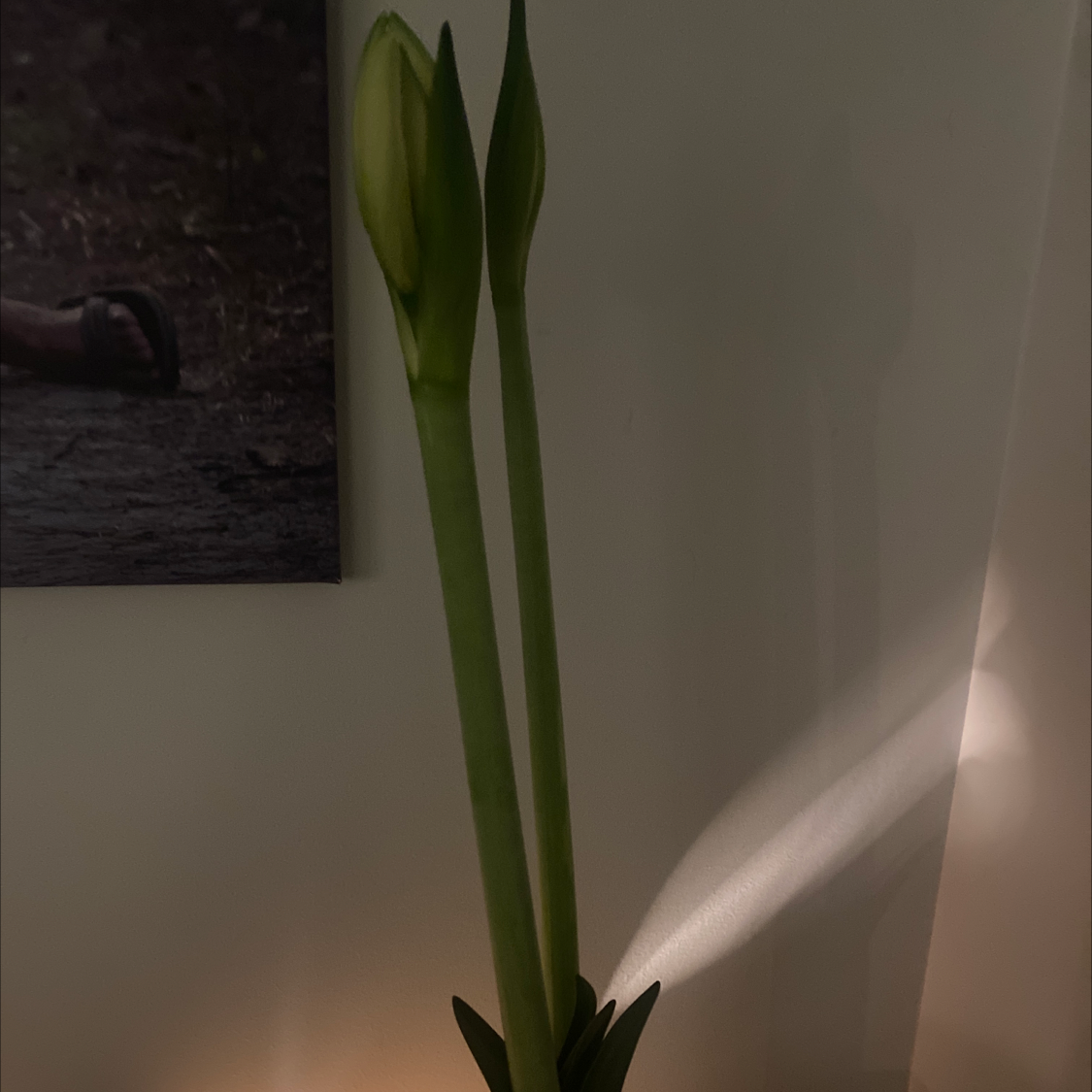 Paper White Narcissus plant with two tall stems and unopened flower buds indoors.