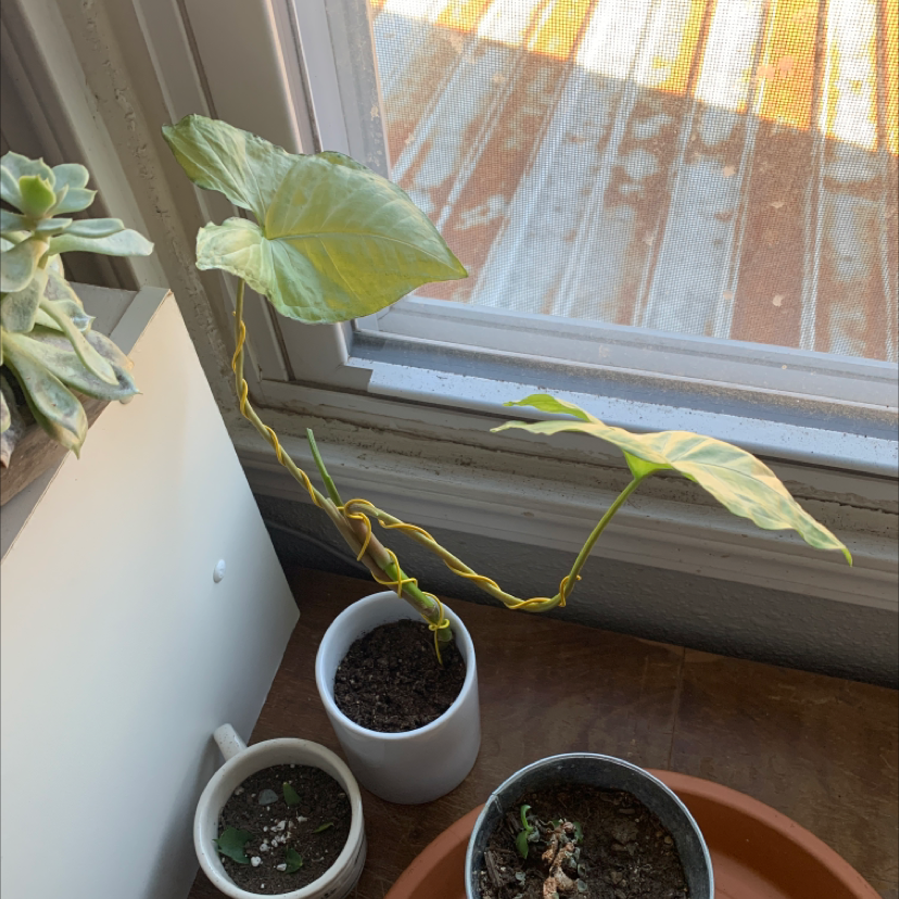 Syngonium 'Gold Allusion' plant with yellowing leaves near a window in a white pot.