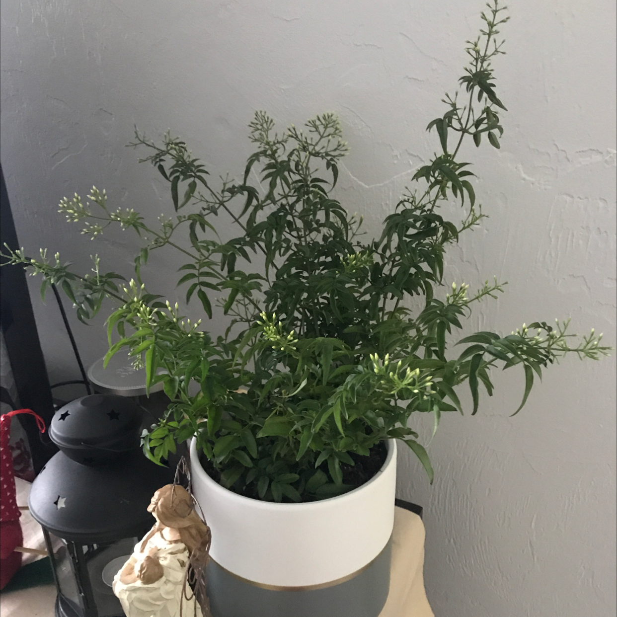 Potted White Jasmine plant with green leaves and small white buds.