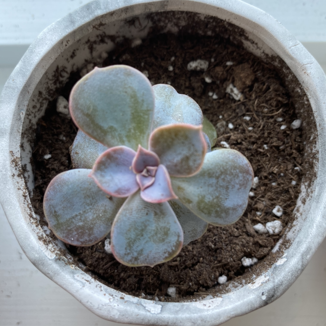 Echeveria 'Perle von Nurnberg' plant photo by @paradelle named PVN on Greg, the plant care app.