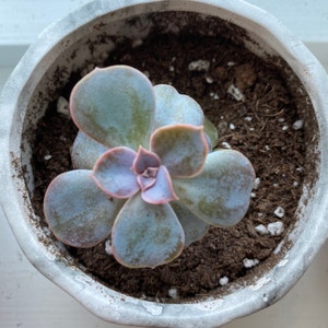 Echeveria 'Perle von Nurnberg' plant photo by Paradelle named Rose on Greg, the plant care app.