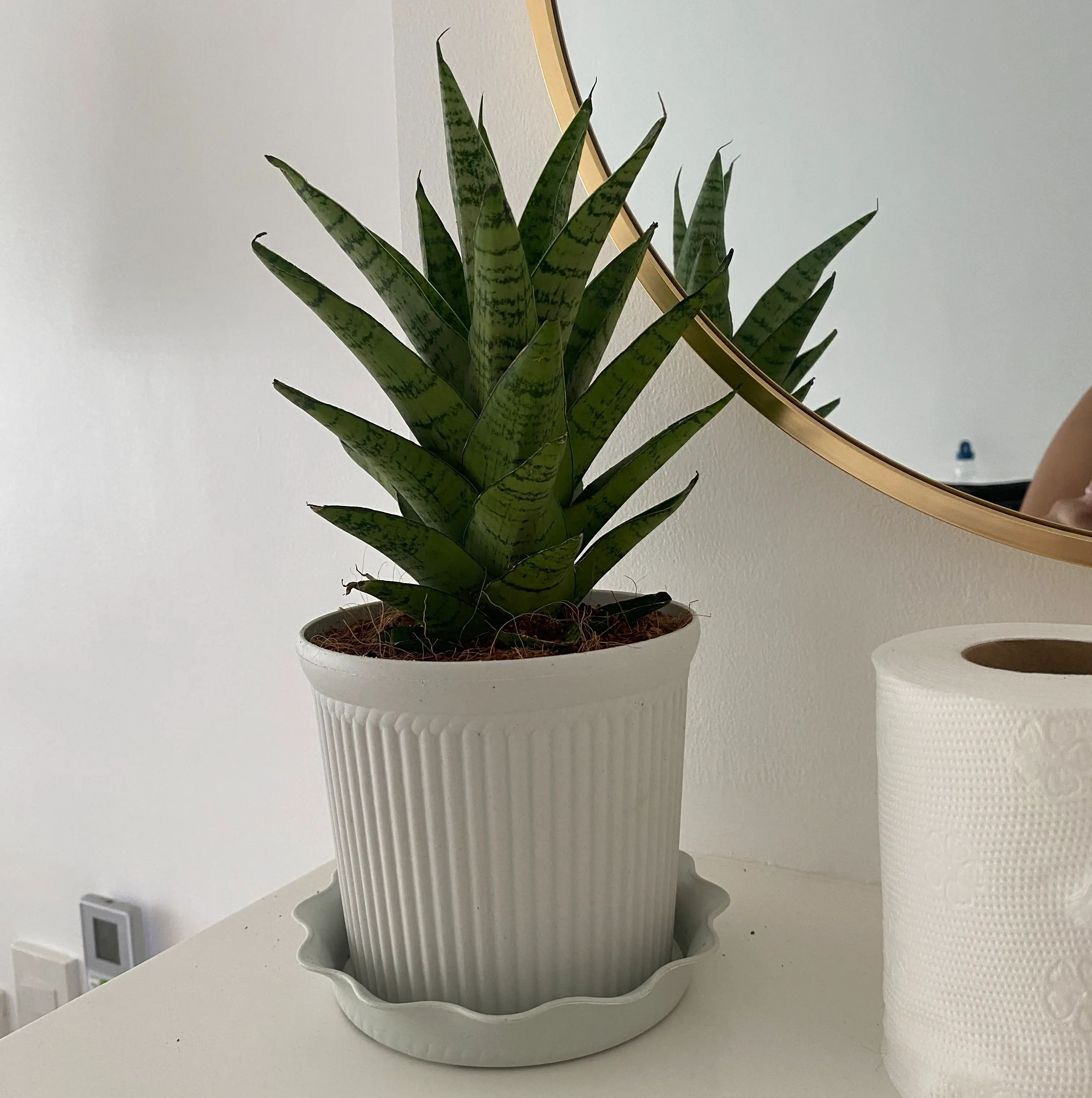 Photo of the plant species Sanseveria Gabriella by @QuirkyOlivetree named Soktu on Greg, the plant care app