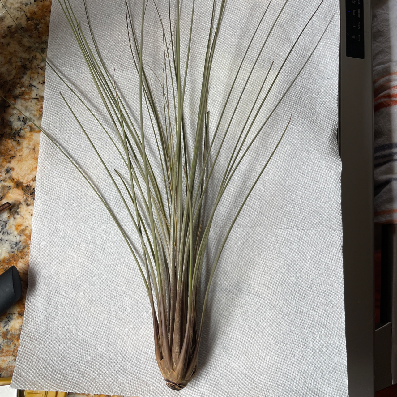 Tillandsia Juncea plant on a white paper towel, healthy with long slender leaves.