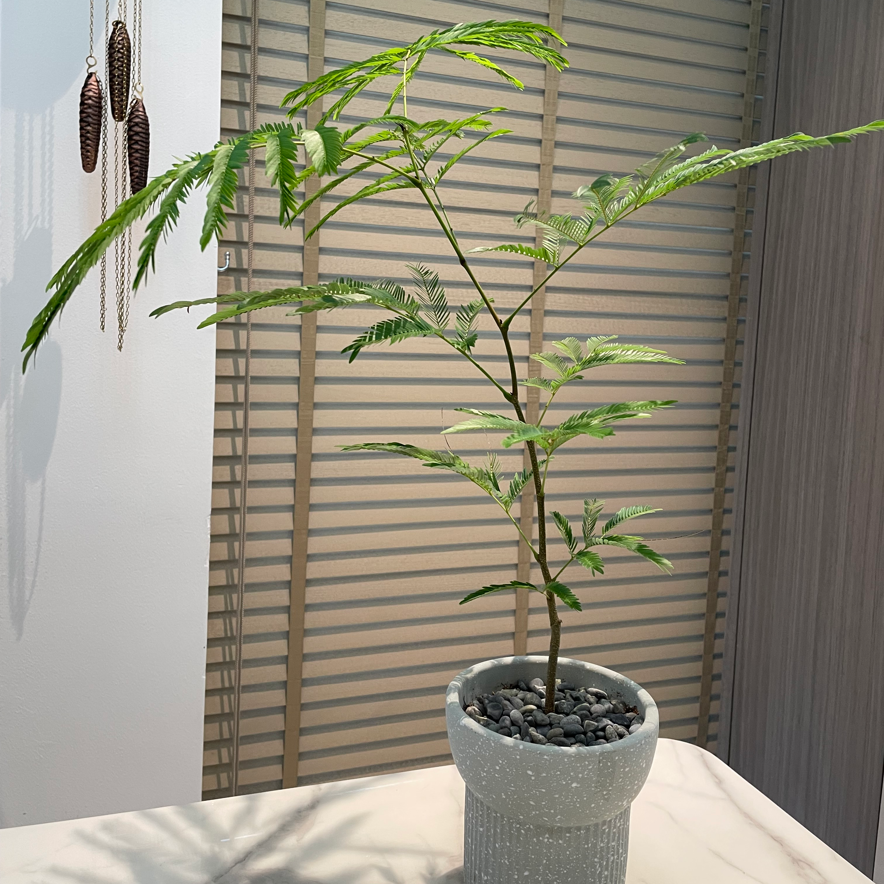 Potted Silk Tree with green leaves in an indoor setting.