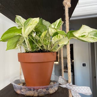Pearls and Jade Pothos plant in Peoria, Illinois