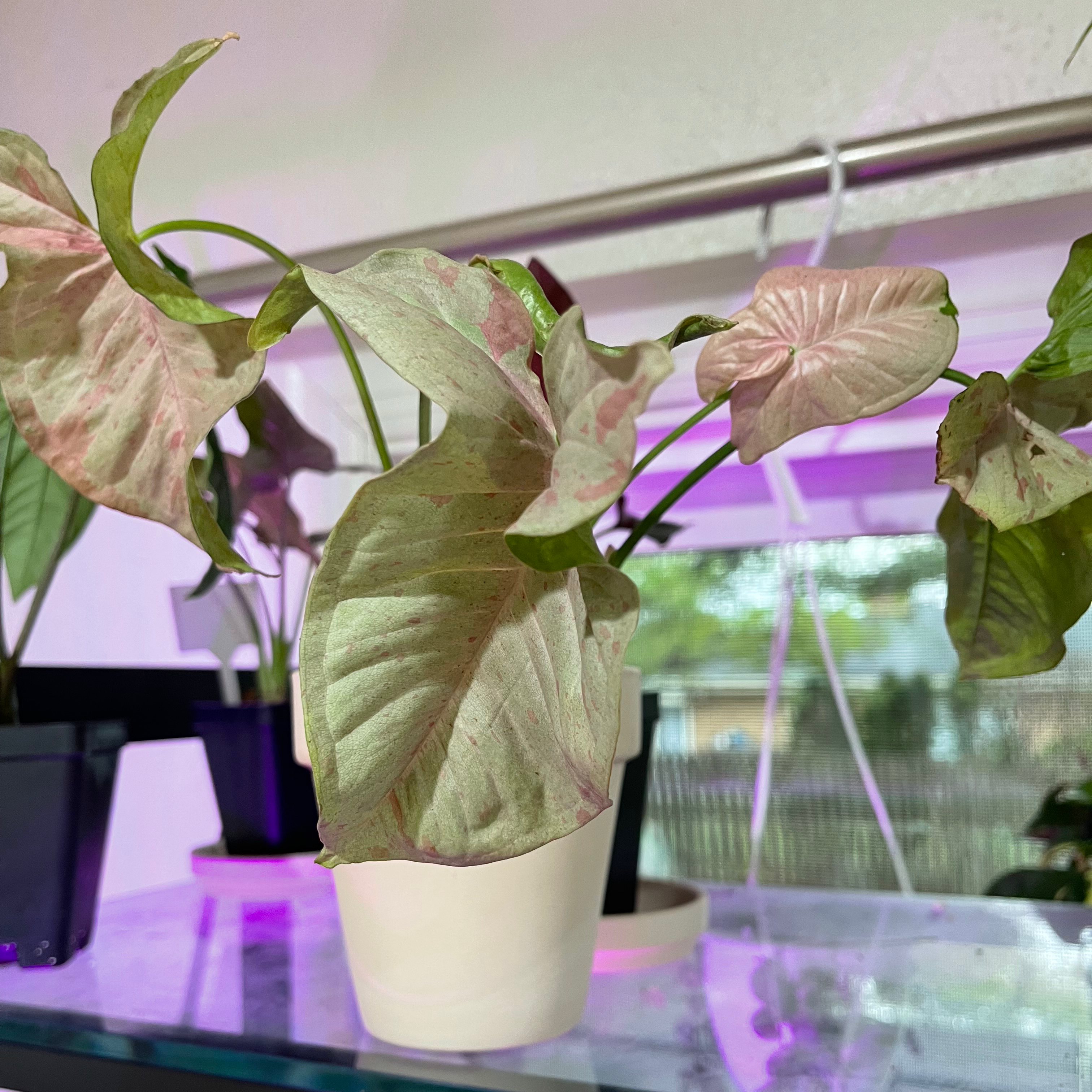 Syngonium 'Pink Spot' plant in a white pot with pink and green leaves, indoors on a glass surface.