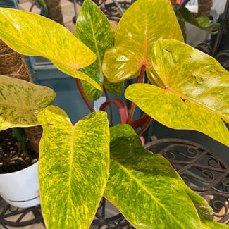 Philodendron 'Painted Lady' plant in Peoria, Illinois