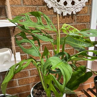 Monstera esqueleto plant in Peoria, Illinois