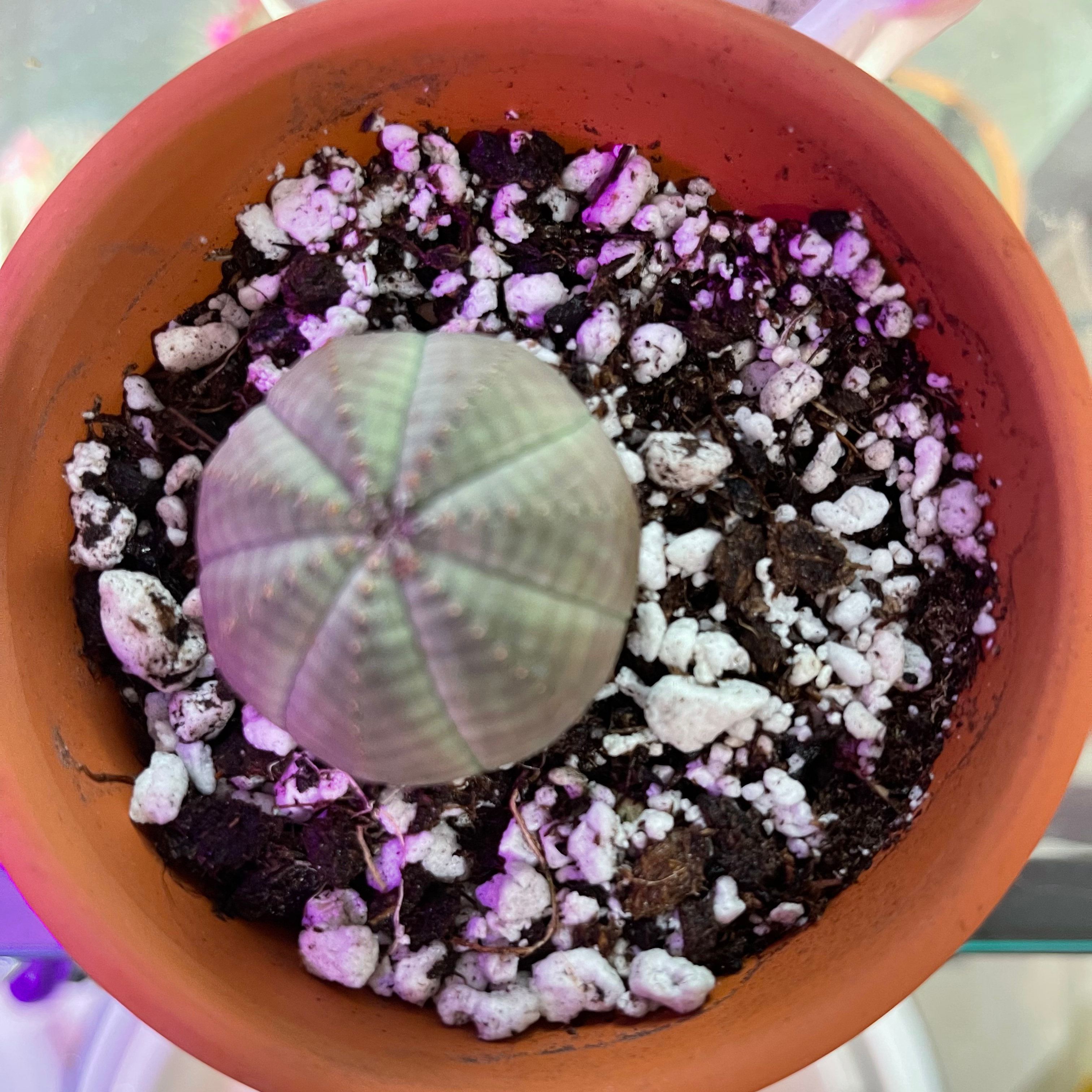 Baseball Plant (Euphorbia obesa) in a terracotta pot with visible soil and perlite.
