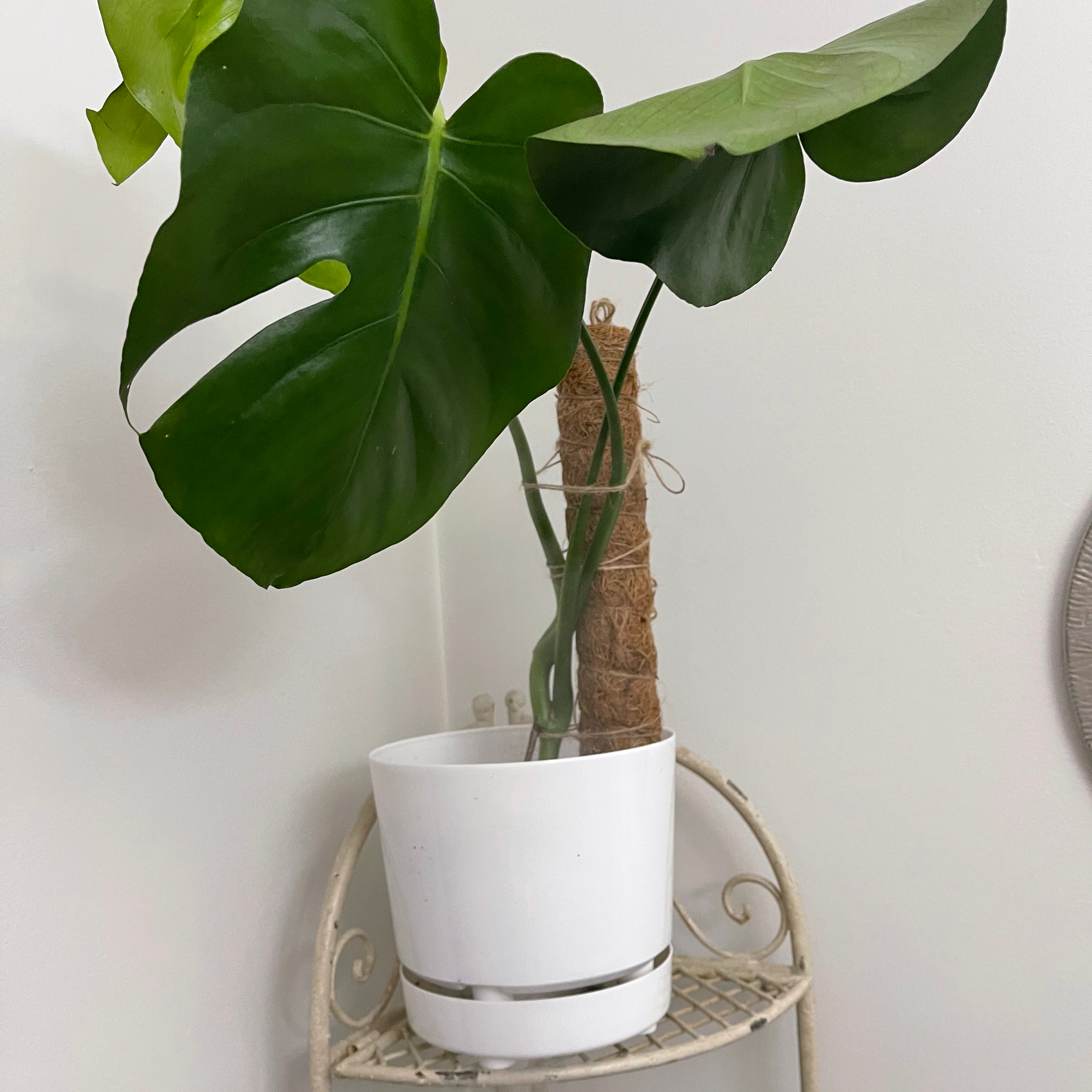 Monstera plant photo by @SherrylComella named Toby on Greg, the plant care app.
