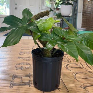 Hairy Philodendron plant in Peoria, Illinois