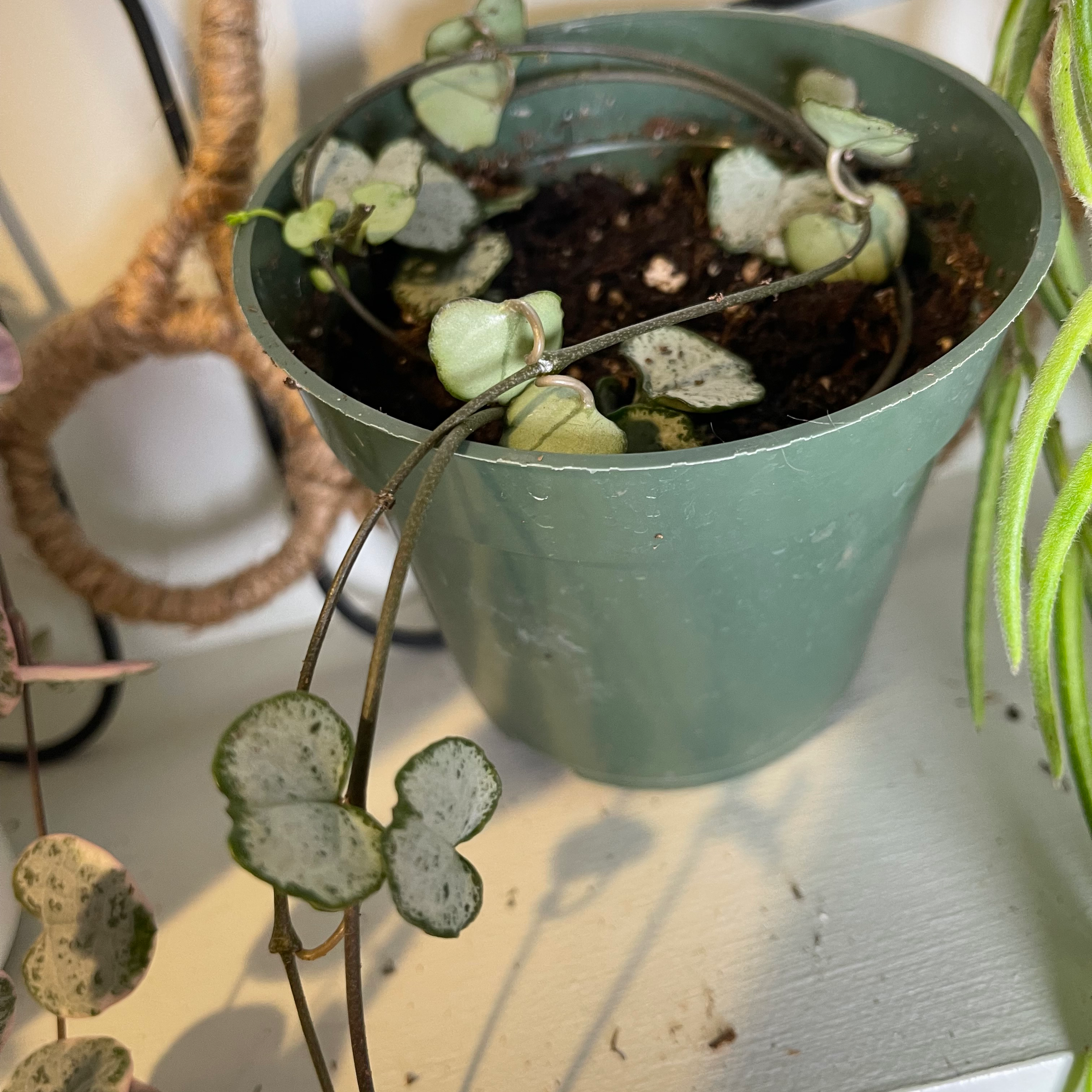 Potted String of Hearts 'Silver Glory' plant with visible soil and healthy leaves.