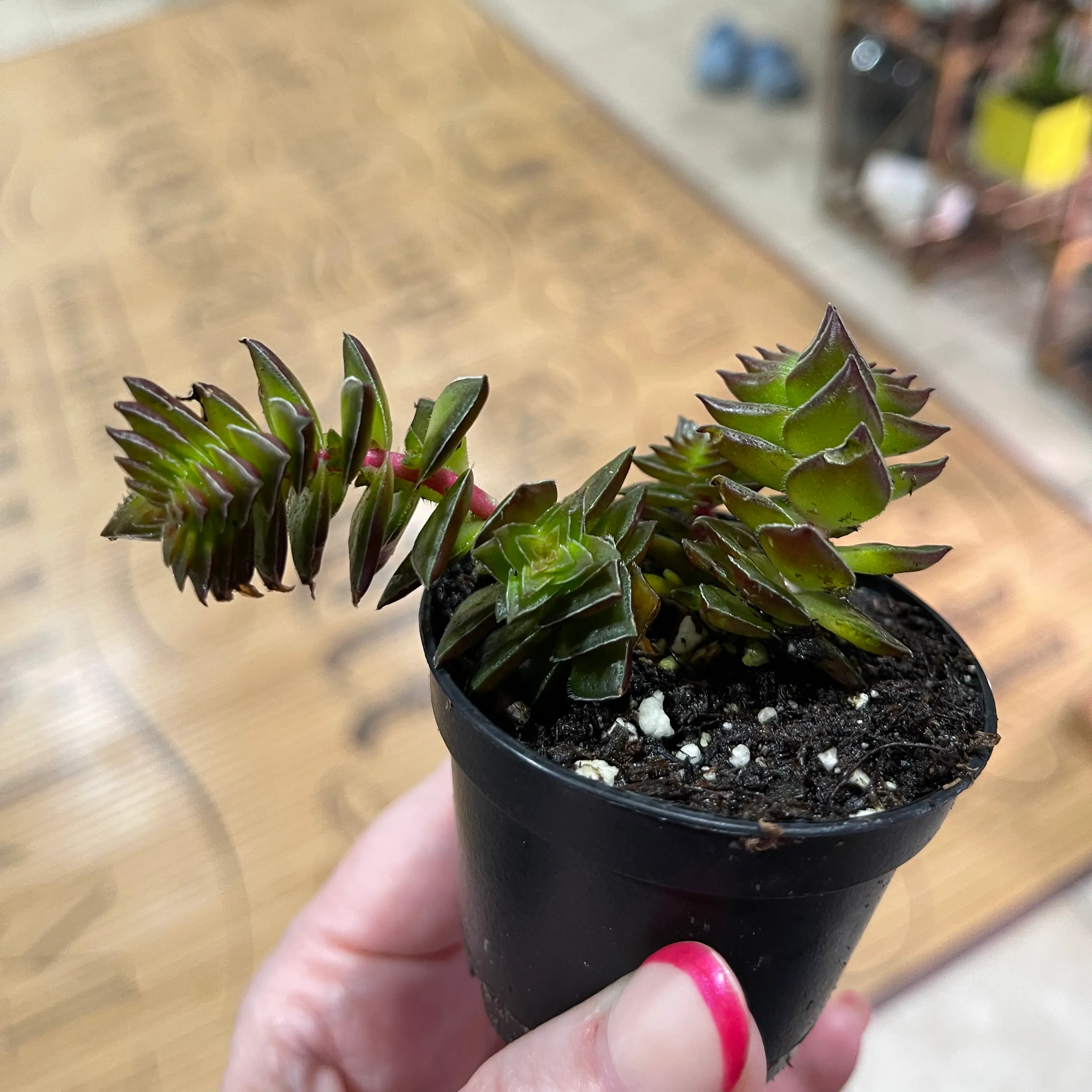 Crassula 'Buddha's Temple' plant in a small black pot, held by a hand.