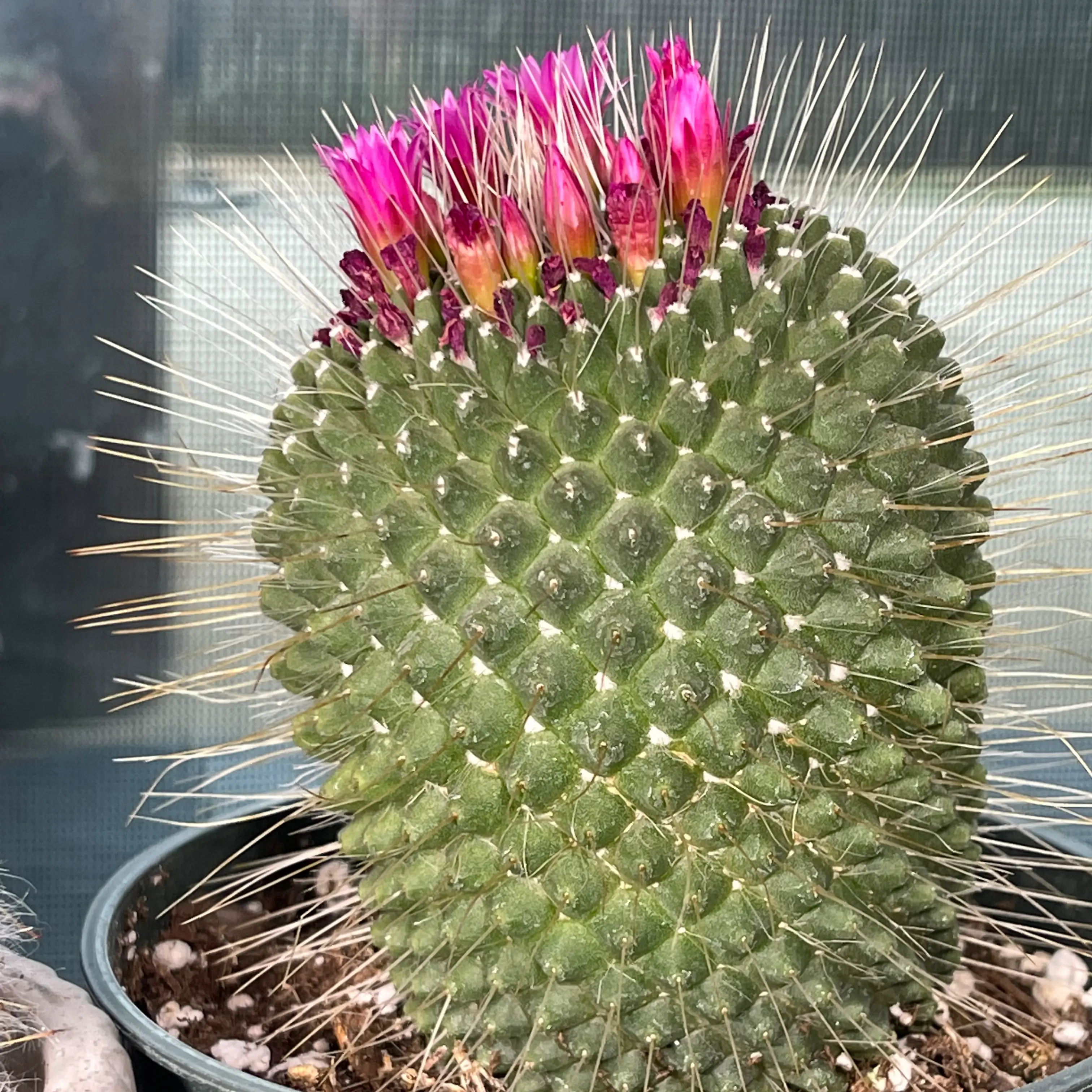 Mammillaria Polythele cactus with pink flowers, healthy and well-framed.