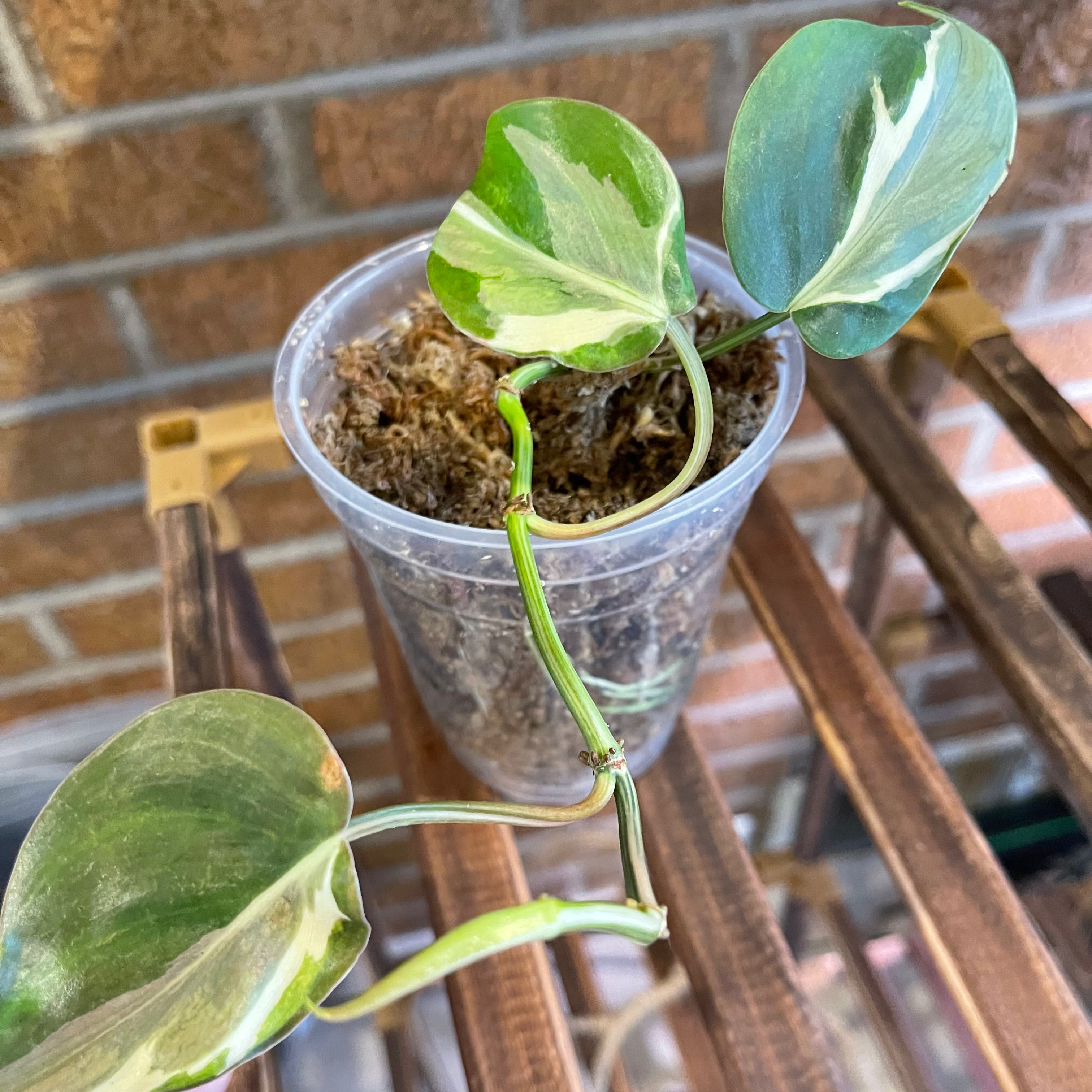 Philodendron 'Rio' plant in a clear plastic container with variegated leaves.