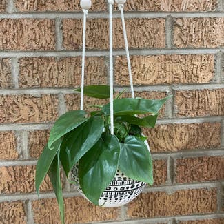 Heartleaf Philodendron plant in Peoria, Illinois