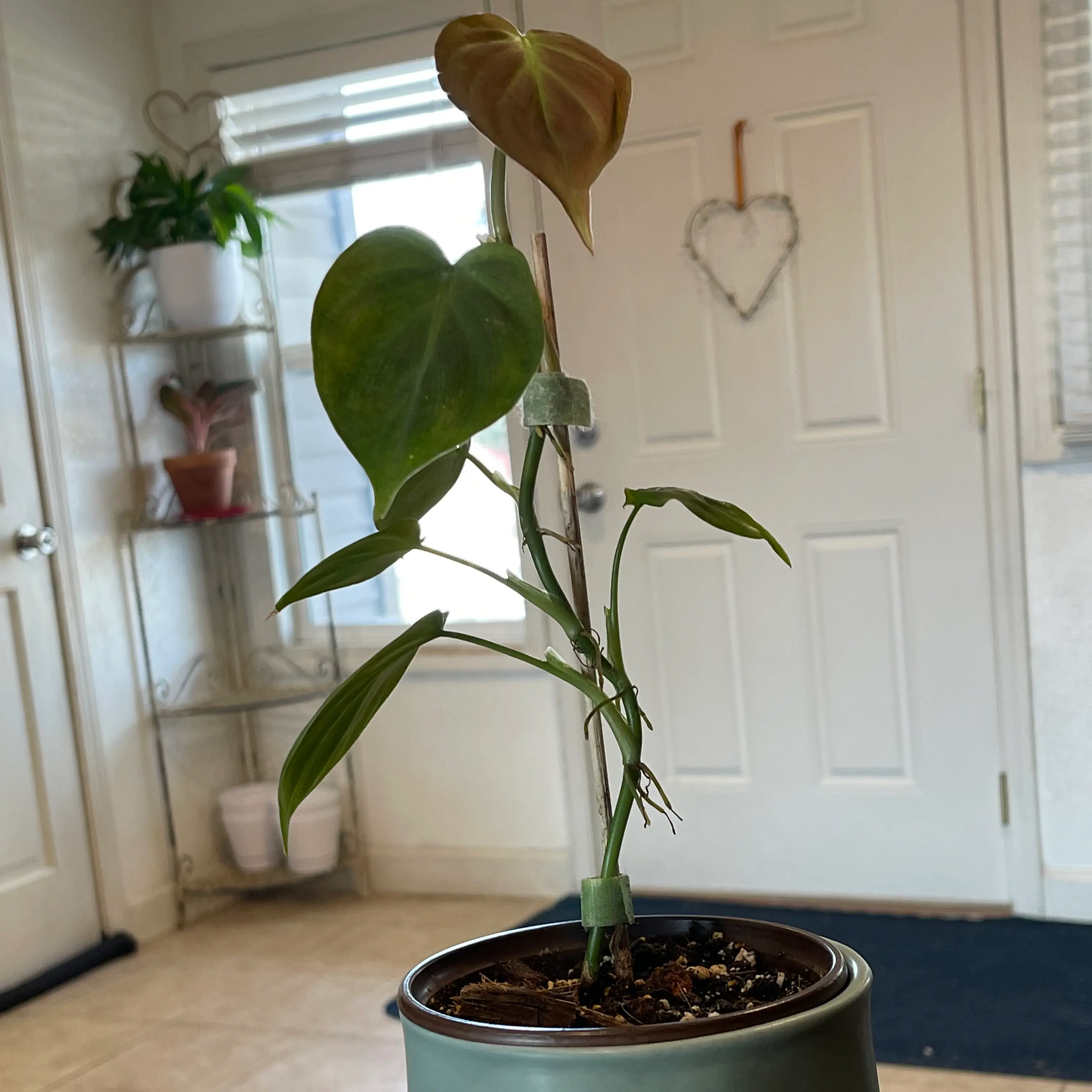 Camposportoanum Velvet Shield plant with heart-shaped leaves, some discolored, in a pot indoors.