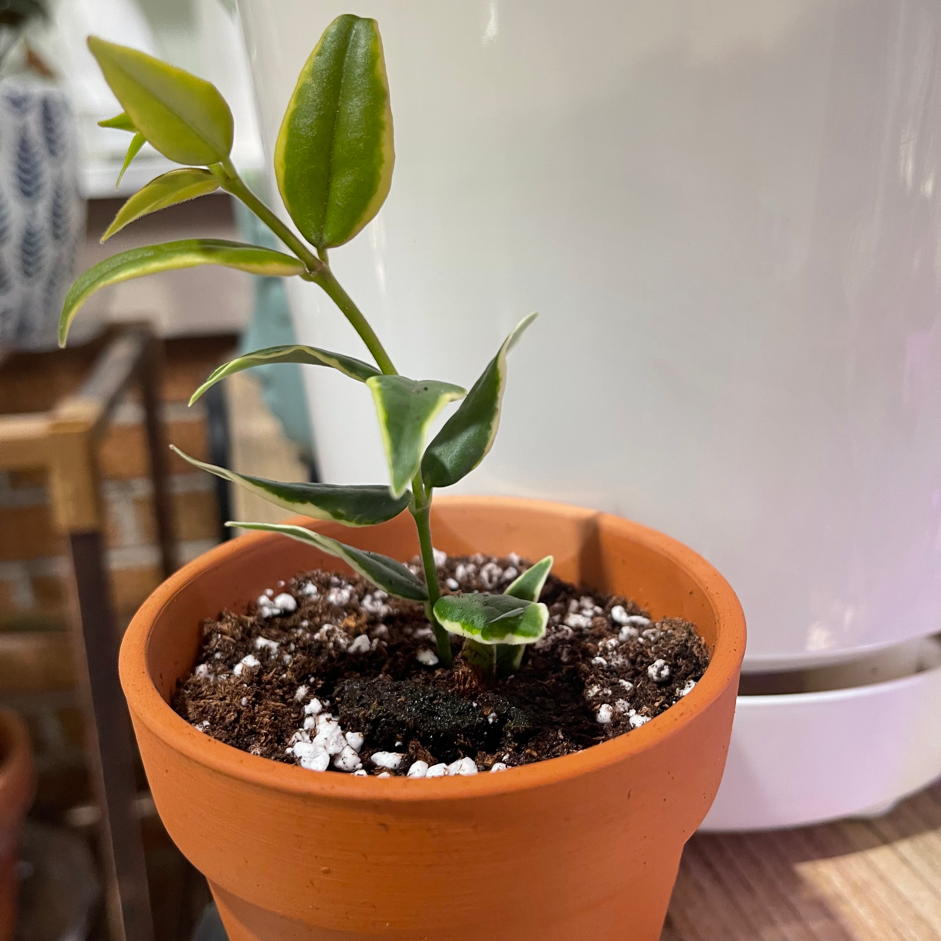 Hoya Bella plant in a terracotta pot with visible soil and healthy green leaves.