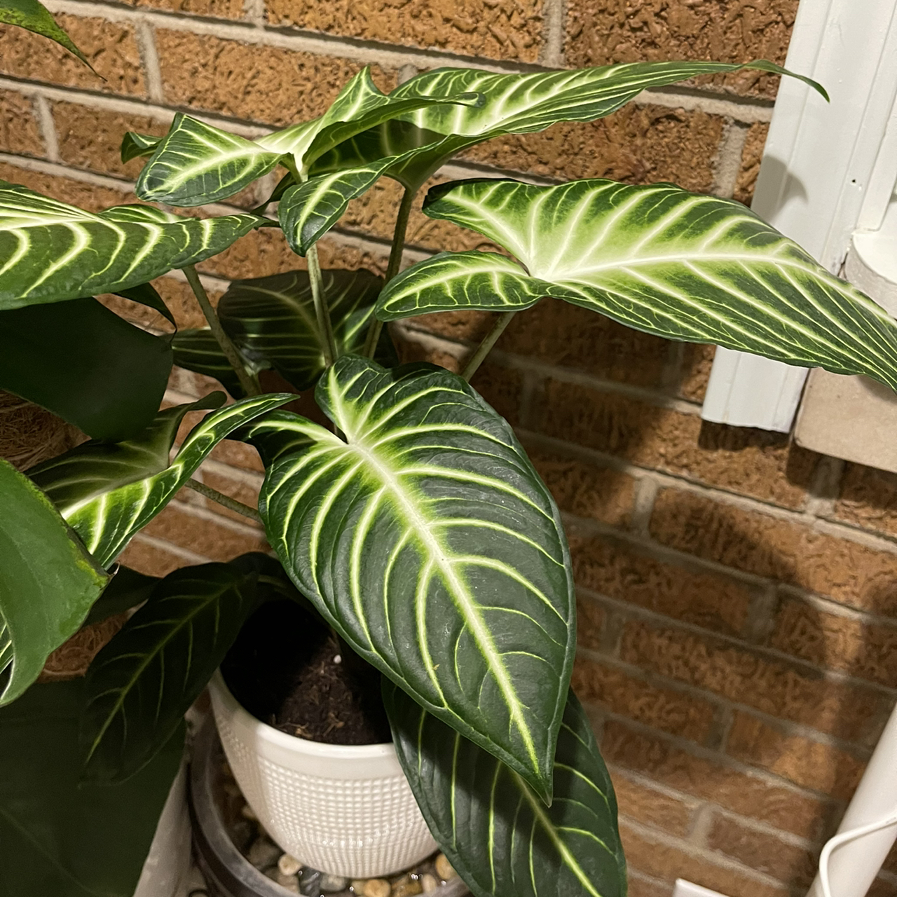 Healthy Xanthosoma Angel wings plant with vibrant green leaves and white veins.