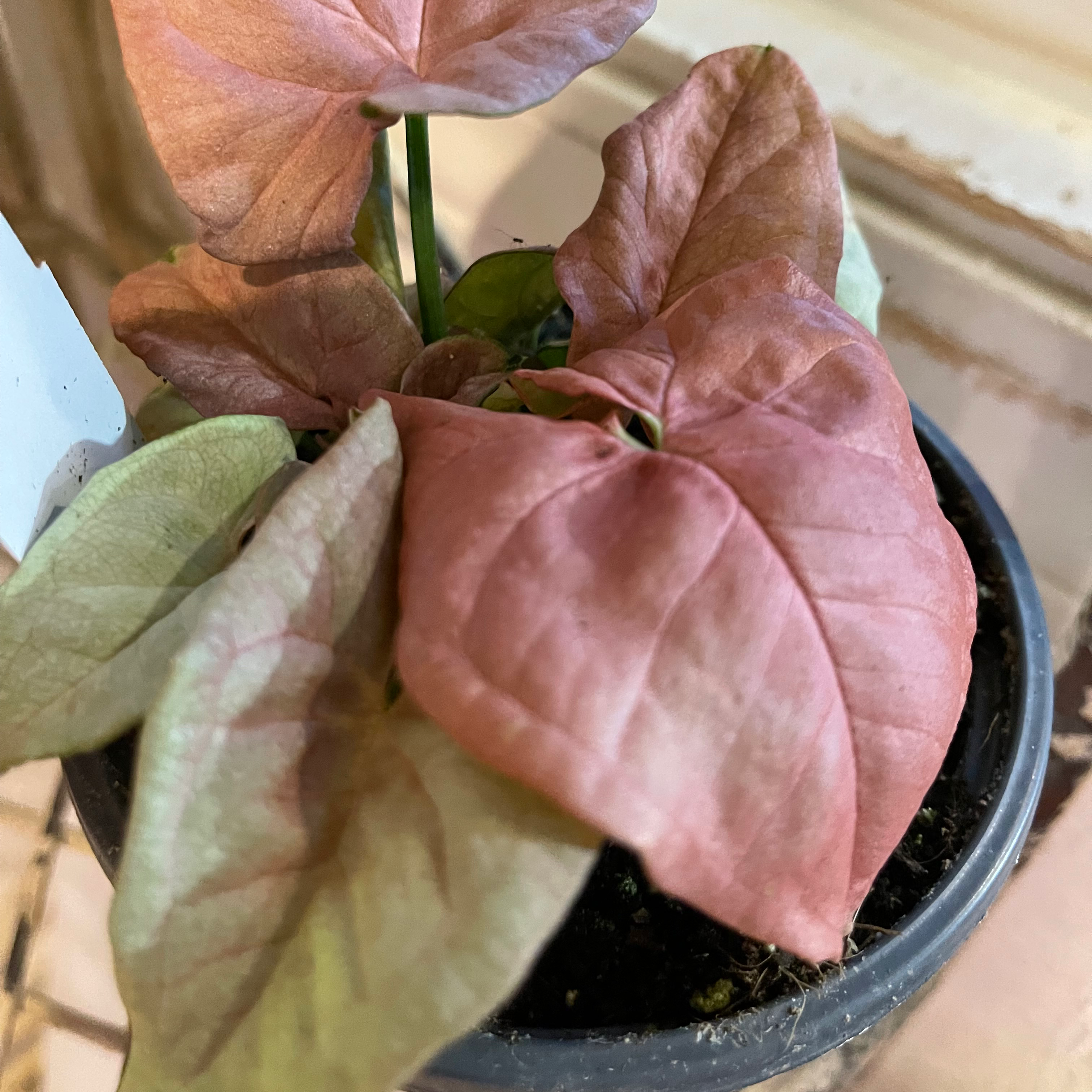 Pink Arrowhead Vine in a pot with healthy pink leaves.