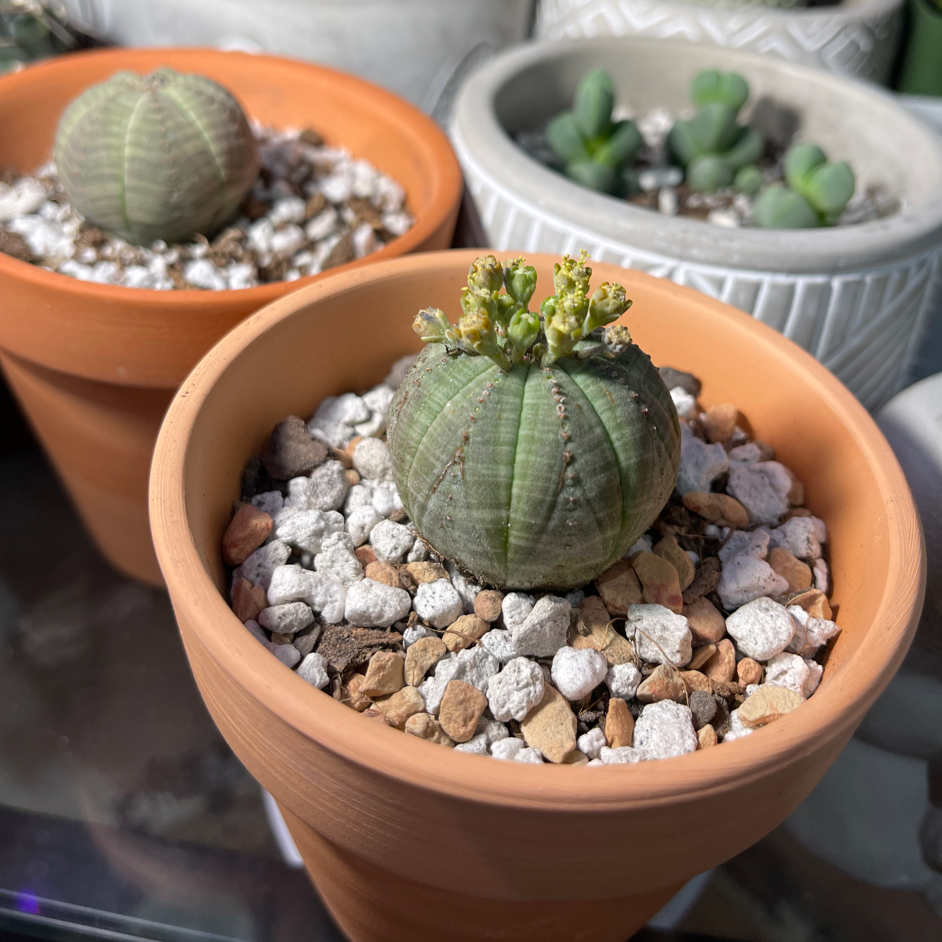 Baseball Plant (Euphorbia obesa) in a terracotta pot with rocky soil, appears healthy.