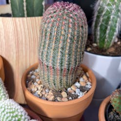 Arizona rainbow cactus plant