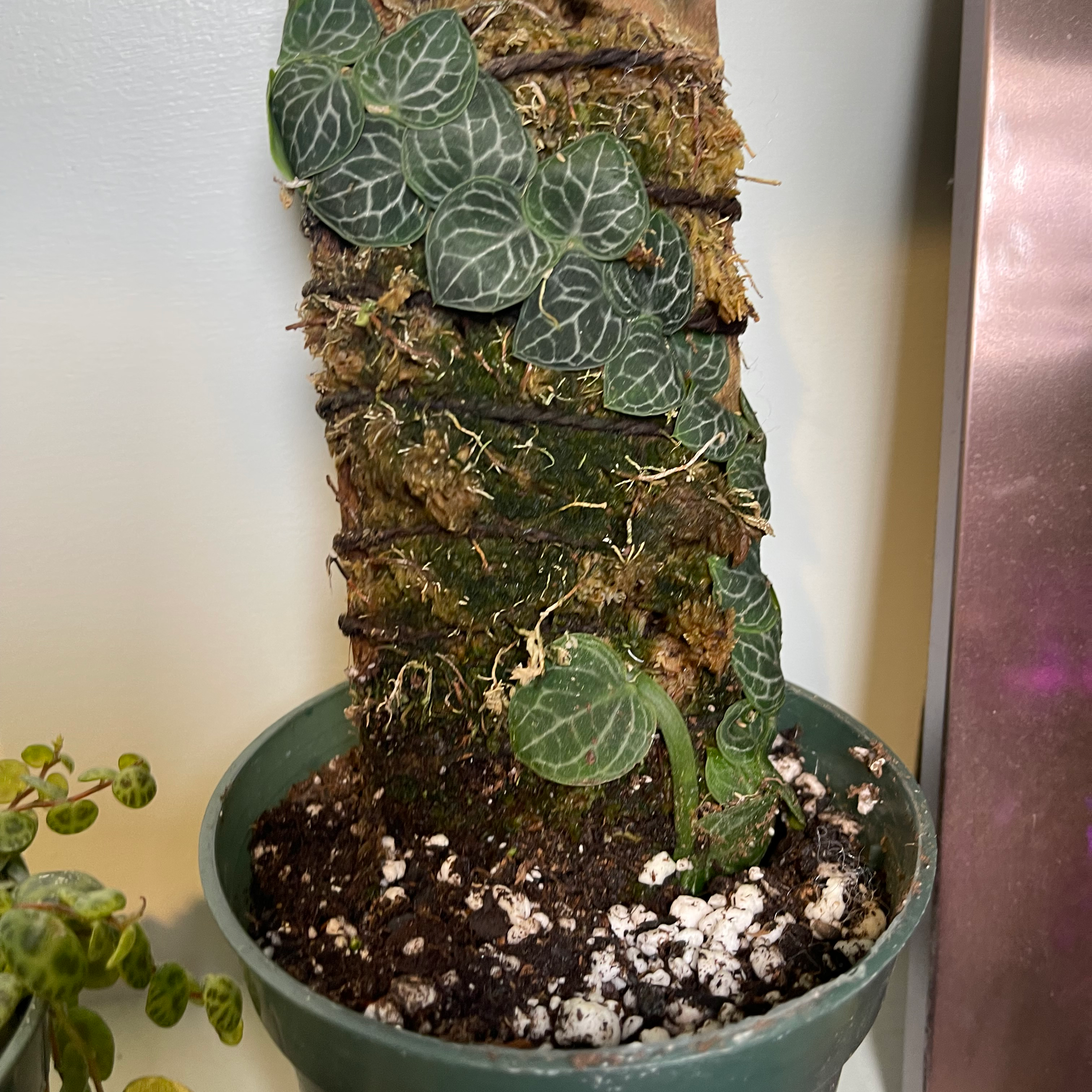 Rhaphidophora hayi plant climbing a moss pole in a pot with visible soil.